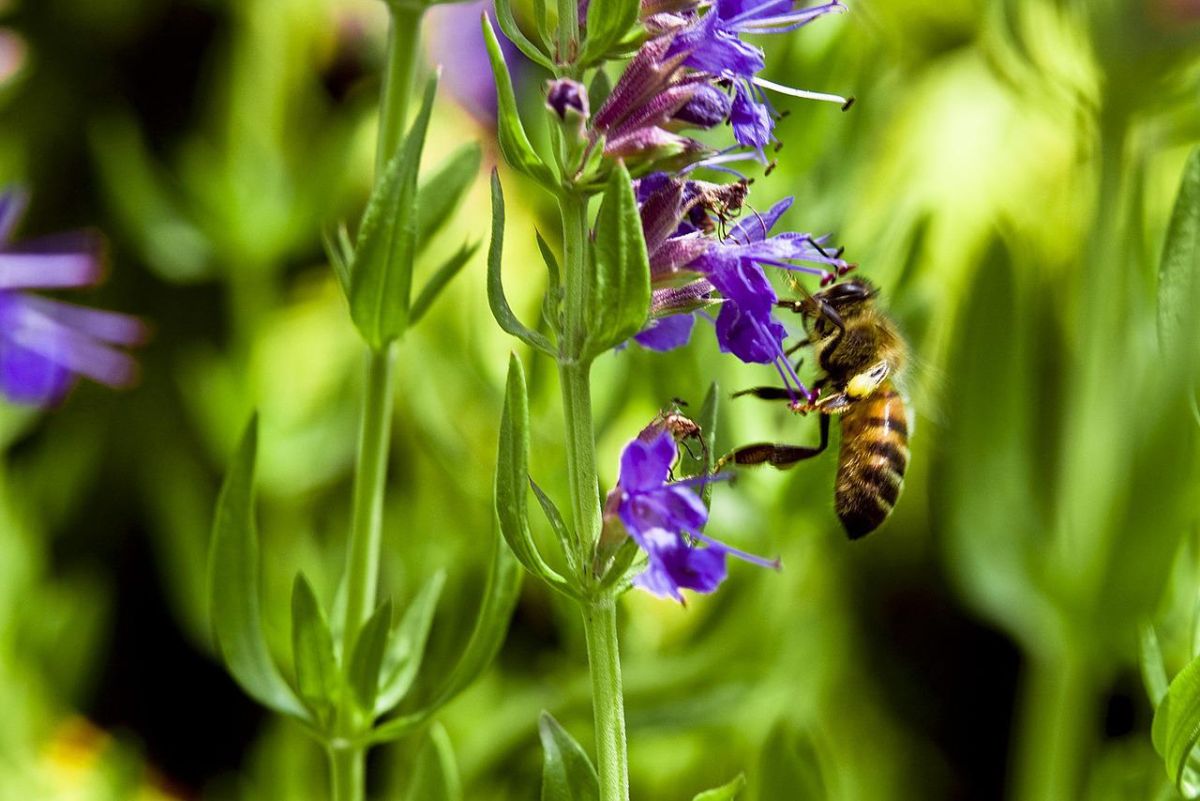 Aromatyczny wabik na pszczoły