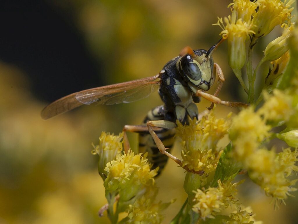 Polistes nimpha – Klecanka polna