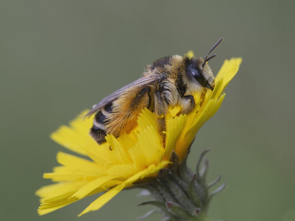 Dasypoda hirtipes – Obrostka letnia