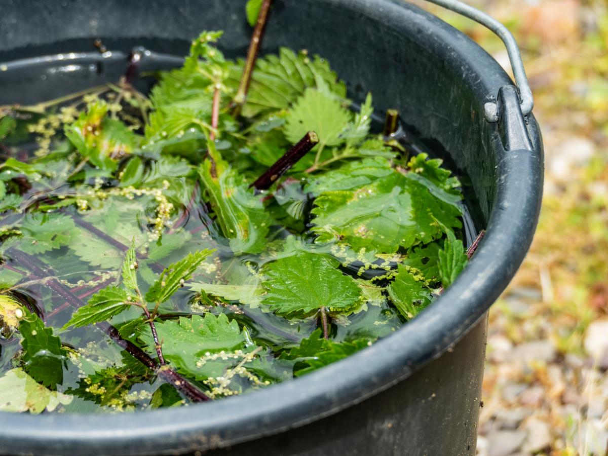 Naturalne środki ochrony roślin – ekologiczna alternatywa dla pestycydów