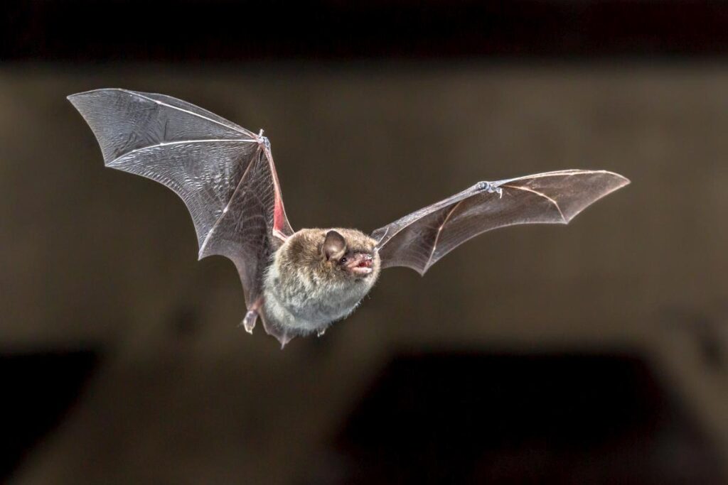 Myotis daubentonii