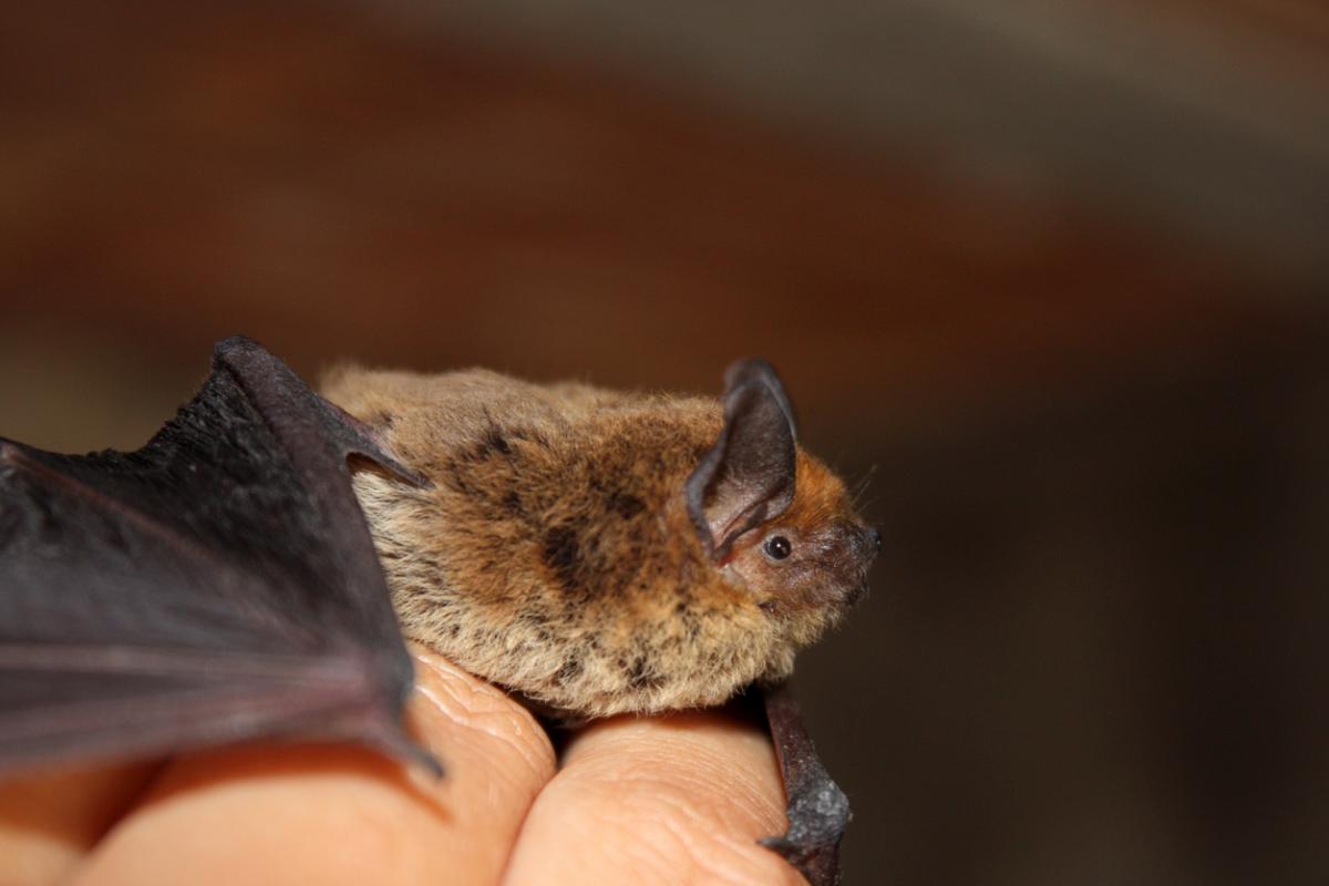 Pipistrellus pipistrellus