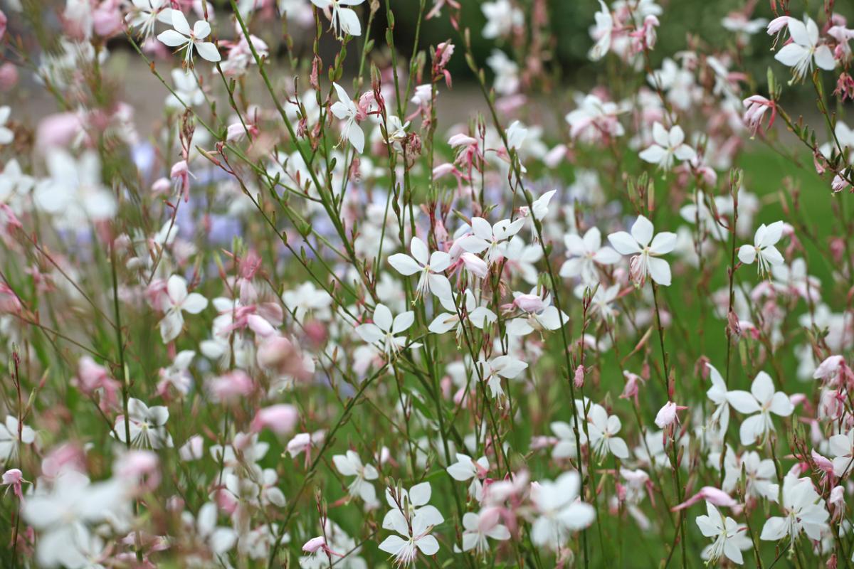 Gaura lindheimeri