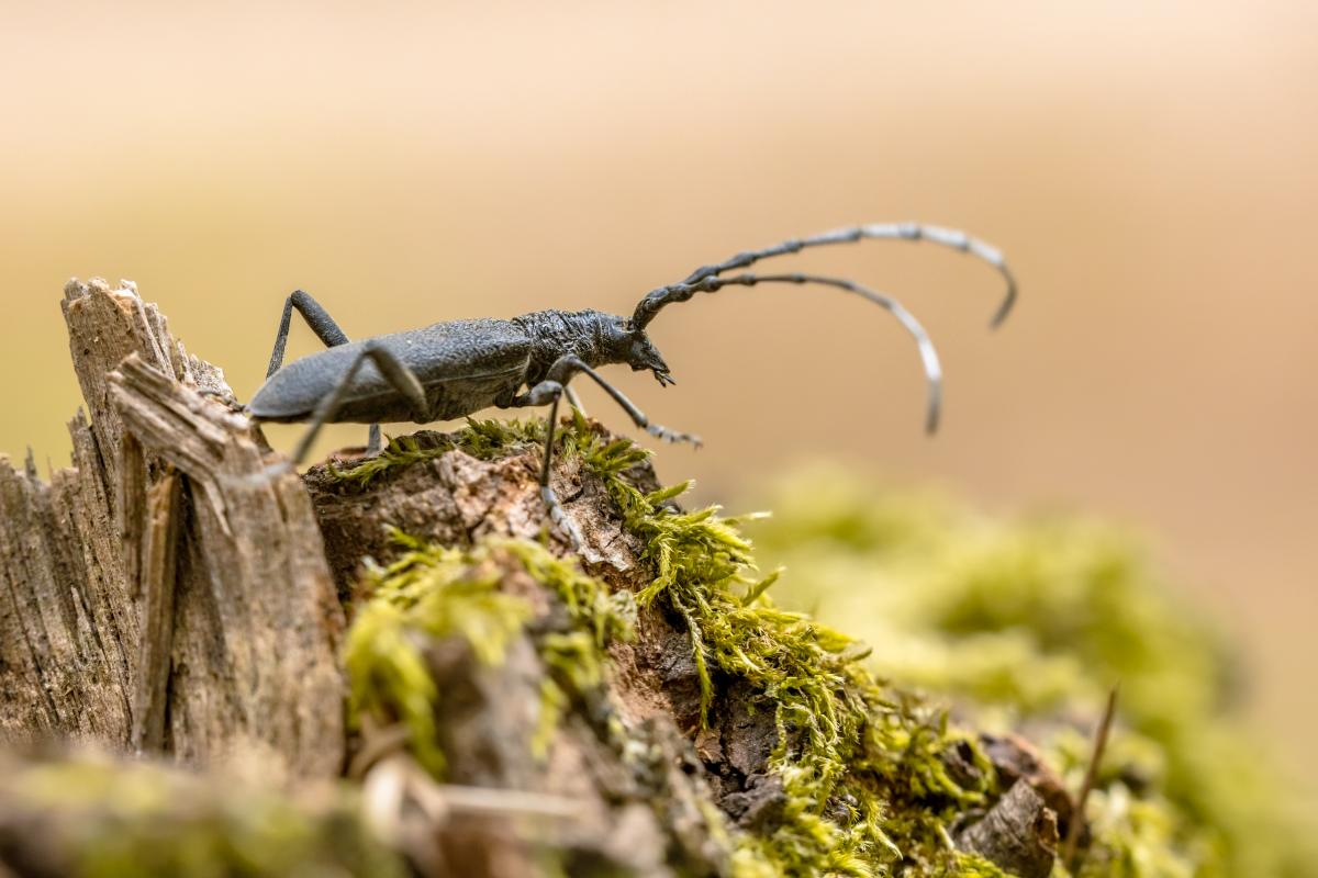 Kozioróg dębosz (Cerambyx cerdo)