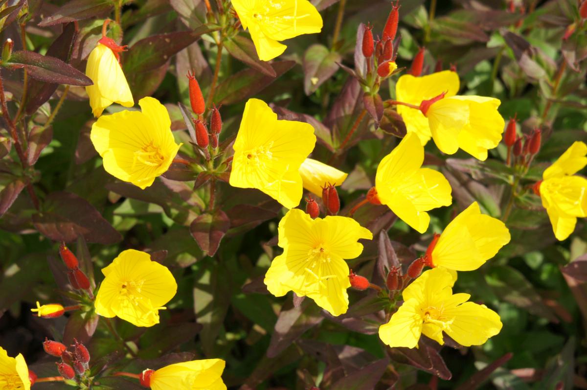 Oenothera fruticosa