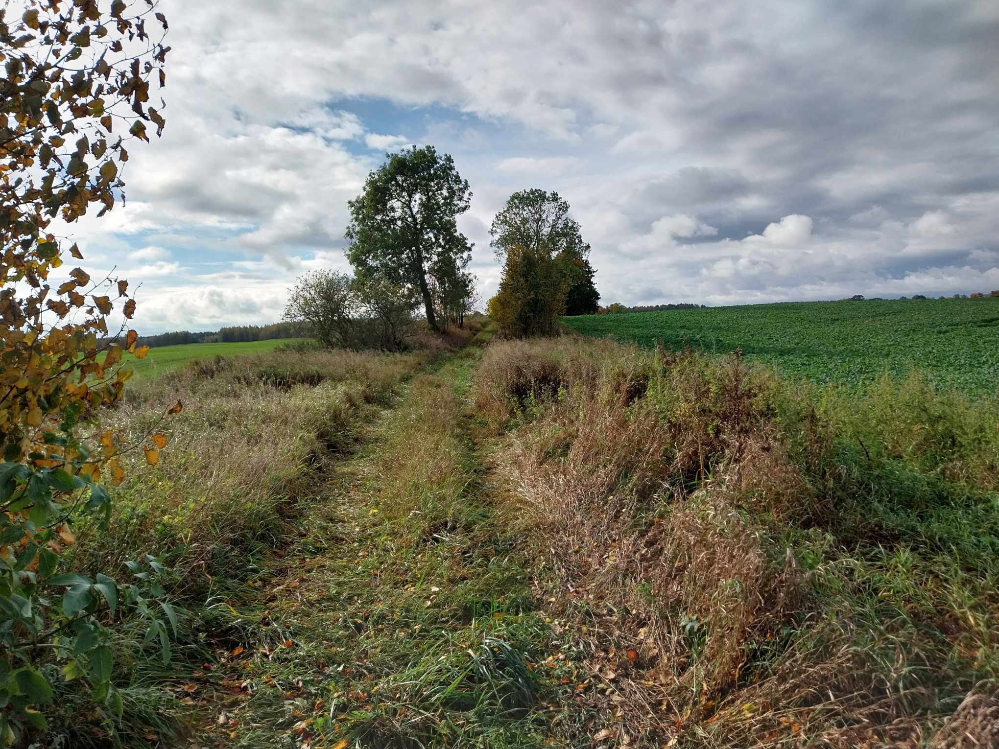 Droga krajobrazowa, Kociborz, gmina Reszel; fot. A. Jaszczak