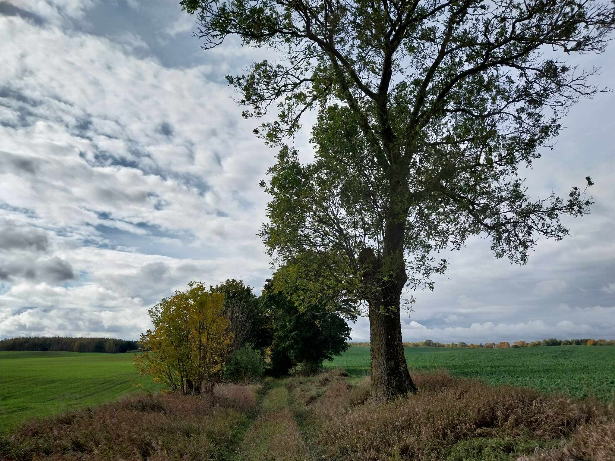 Droga krajobrazowa, Kociborz, gmina Reszel; fot. A. Jaszczak