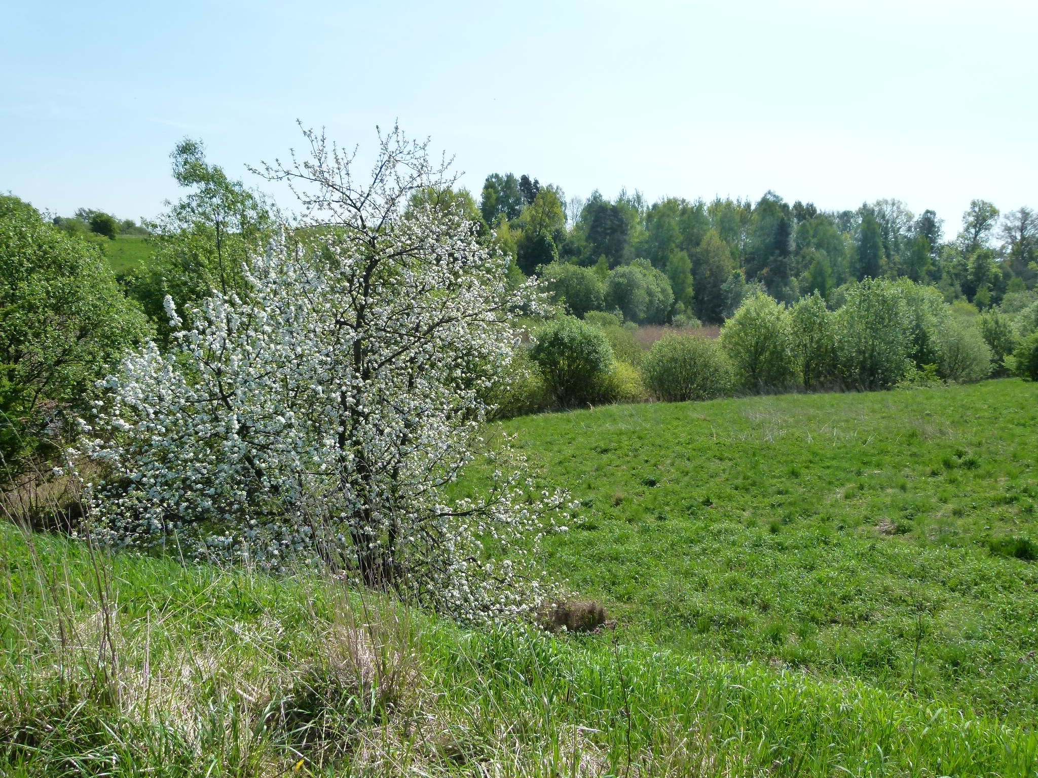 Zadrzewienie śródpolne, Czerwonka, gmina Biskupiec; fot. A. Jaszczak